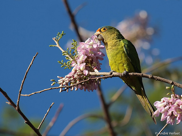 Ivooraratinga / Orange-fronted Parakeet - Tamarindo