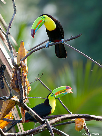 Zwavelborsttoekan / Keel-billed Toucan - Boca Tapada