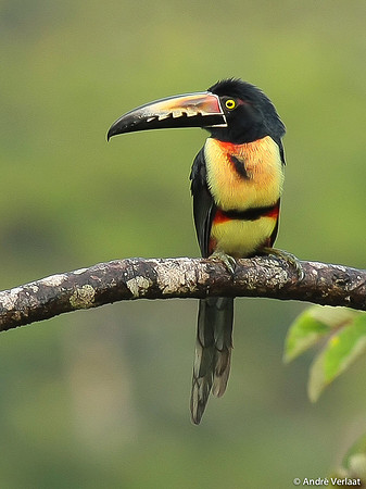 Halsbandarasari / Collared Aracari - Boca Tapada