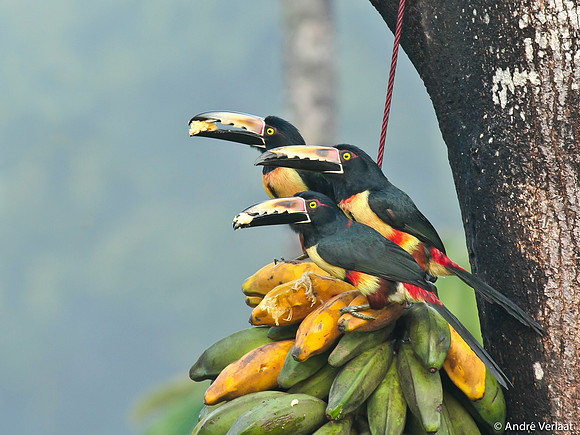Halsbandarasari / Collared Aracari - Boca Tapada