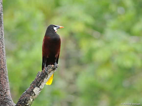 Montezuma Oropendola - Boca Tapada