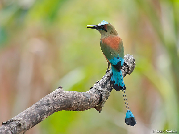 Turquoise-browed Motmot / Wenkbrauwmotmot - Rincon de la Vieja