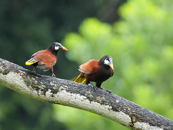 Montezuma Oropendola - Boca Tapada