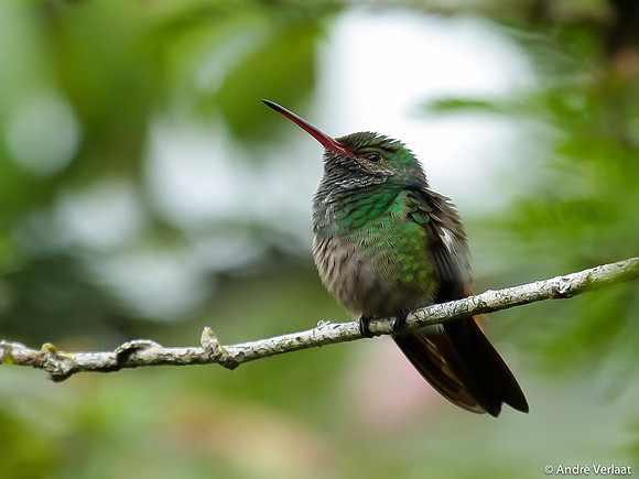 Roodstaartkolibrie / Rufous-tailed Hummingbird - Boca Tapada