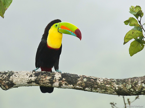 Zwavelborsttoekan / Keel-billed Toucan - Boca Tapada
