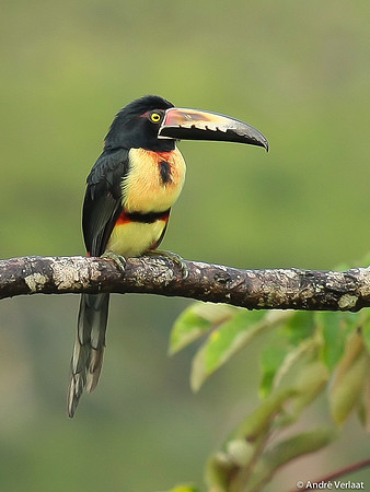 Halsbandarasari / Collared Aracari - Boca Tapada
