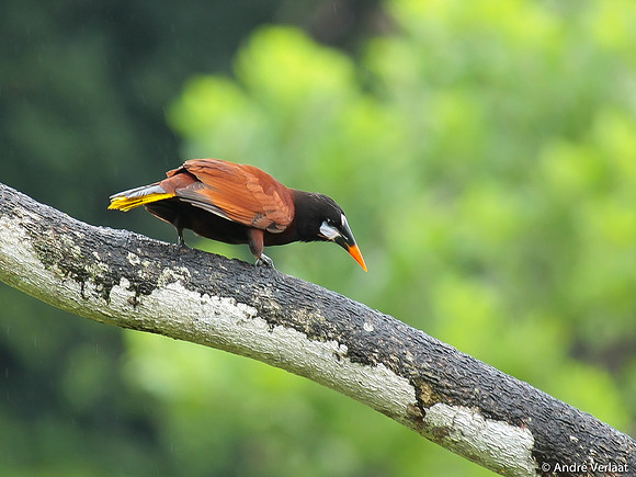 Montezuma Oropendola - Boca Tapada
