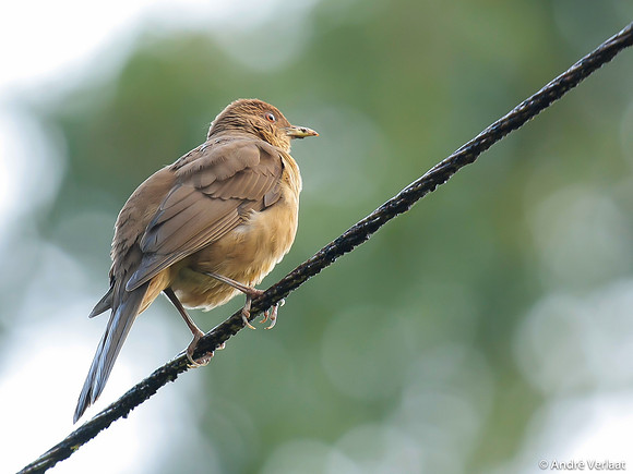 Gray-lijster / Clay-colored Robin - Boca Tapada