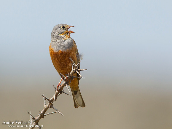 Bruinkeelortolaan / Cretzschmar's Bunting - Lesvos