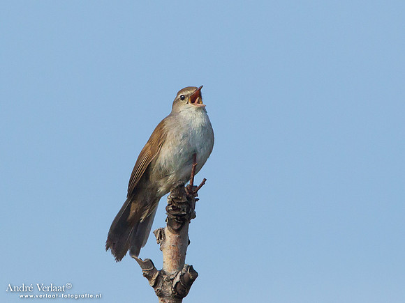 Cetti's Zanger / Cetti's Warbler - Lesvos