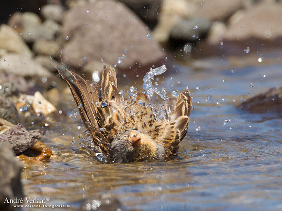 Bruinkeelortolaan / Cretzschmar's Bunting - Lesvos