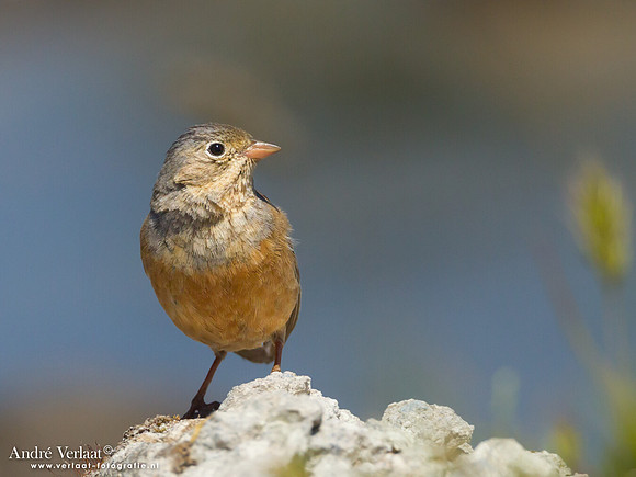 Bruinkeelortolaan / Cretzschmar's Bunting - Lesvos