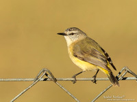 Geelstuitdoornsnavel / Yellow-rumped Thornbill