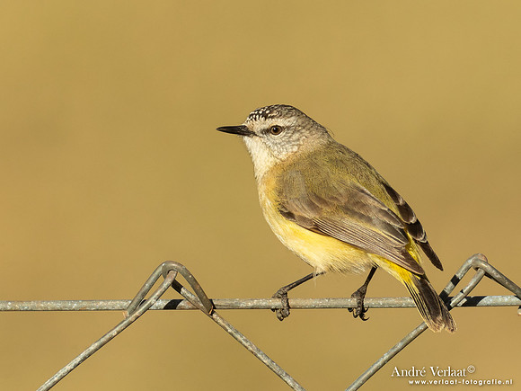 Geelstuitdoornsnavel / Yellow-rumped Thornbill - Highfields Qld