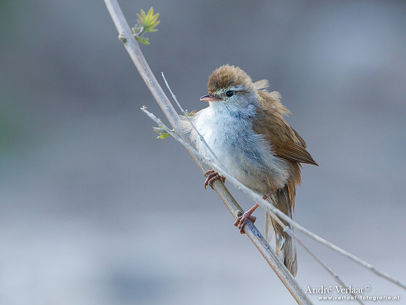 Cetti's Zanger / Cetti's Warbler - Lesvos