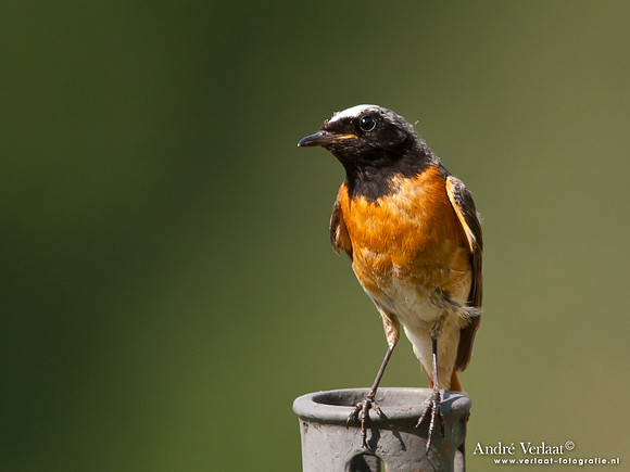 Gekraagde Roodstaart / Redstart - Le Thillot