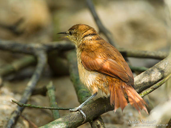 Geelkeelstekelstaart / Yellow-chinned Spinetail - Commewijne