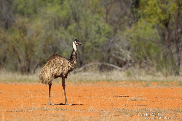 Emoe / Emu - Bowra Sanctuary