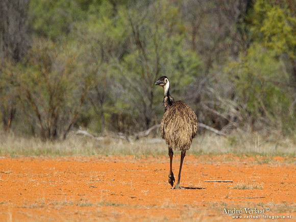 Emoe / Emu - Bowra Sanctuary