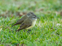 Geelstuitdoornsnavel / Yellow-rumped Thornbill - Highfields Qld