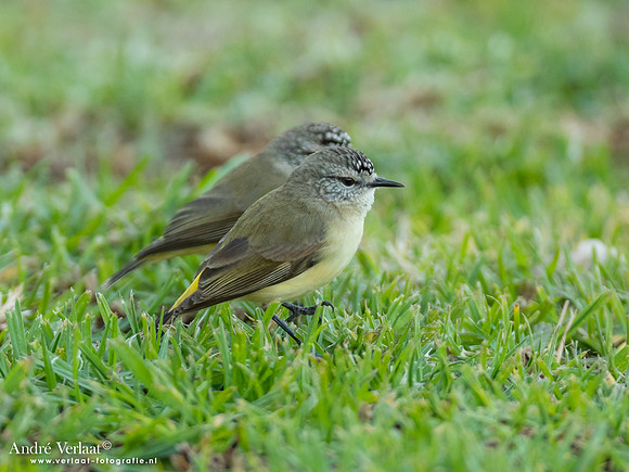 Geelstuitdoornsnavel / Yellow-rumped Thornbill - Highfields Qld