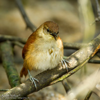 Geelkeelstekelstaart / Yellow-chinned Spinetail - Commewijne
