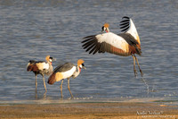 Grijze Kroonkraanvogel / Grey Crowned-Crane - South Luangwa NP
