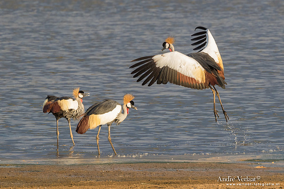 Grijze Kroonkraanvogel / Grey Crowned-Crane - South Luangwa NP