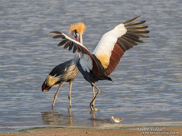 Grijze Kroonkraanvogel / Grey Crowned-Crane - South Luangwa NP