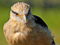 Geelkop Karakara / Yellow-headed Caracara - Hoenderdaell, The Netherlands