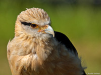 Geelkop Karakara / Yellow-headed Caracara - Hoenderdaell, The Netherlands