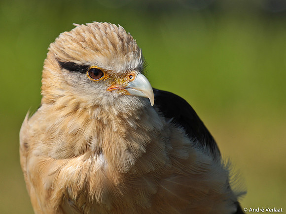Geelkop Karakara / Yellow-headed Caracara - Hoenderdaell, The Netherlands
