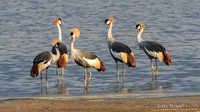 Grijze Kroonkraanvogel / Grey Crowned-Crane - South Luangwa NP