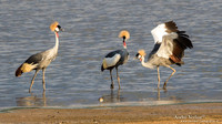 Grijze Kroonkraanvogel / Grey Crowned-Crane - South Luangwa NP
