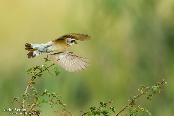 Grauwe Klauwier / Red-backed Shrike - Szana