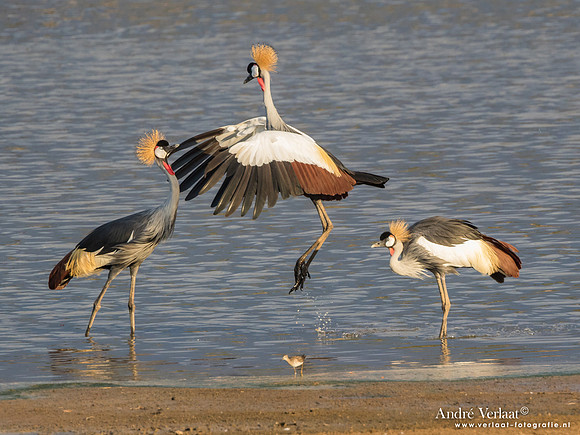 Grijze Kroonkraanvogel / Grey Crowned-Crane - South Luangwa NP