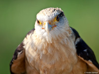 Geelkop Karakara / Yellow-headed Caracara - Hoenderdaell, The Netherlands