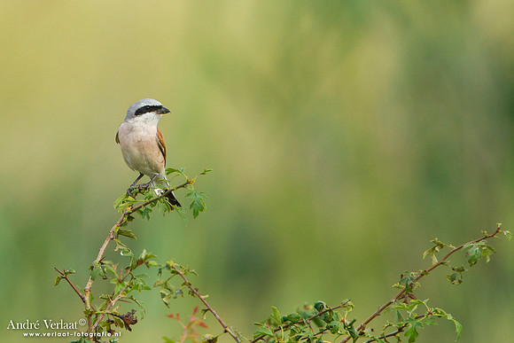 Grauwe Klauwier / Red-backed Shrike - Szana