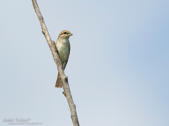 Grauwe Klauwier / Red-backed Shrike - Szana