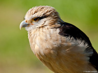 Geelkop Karakara / Yellow-headed Caracara