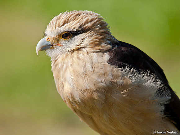 Geelkop Karakara / Yellow-headed Caracara - Hoenderdaell, The Netherlands