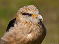 Geelkop Karakara / Yellow-headed Caracara - Hoenderdaell, The Netherlands