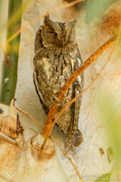 Dwergooruil / Scops Owl