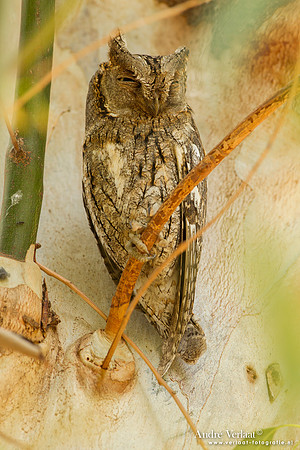 Dwergooruil / Scops Owl- Lesvos