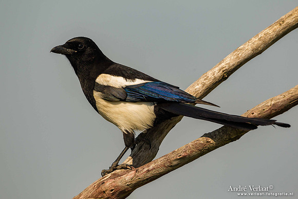 Ekster / Magpie - Tiszagyenda