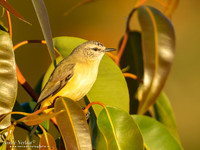 Geelstuitdoornsnavel / Yellow-rumped Thornbill - Highfields Qld