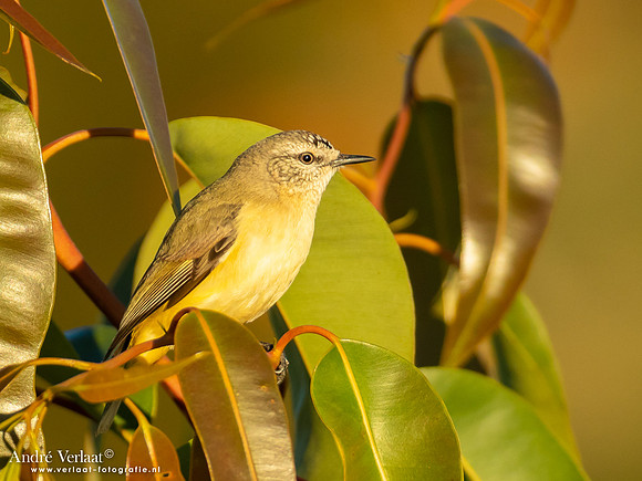 Geelstuitdoornsnavel / Yellow-rumped Thornbill - Highfields Qld