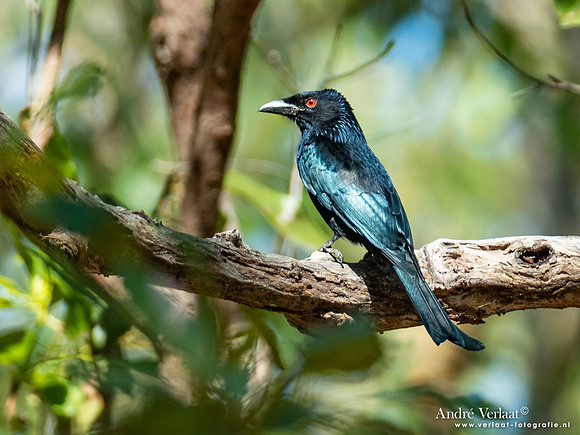 Glansvlekdrongo / Spangled Drongo - Litchfield National Park NT