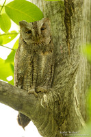 Dwergooruil / Scops Owl- Lesvos