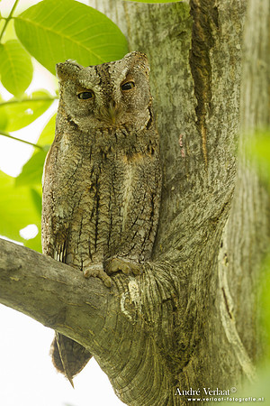 Dwergooruil / Scops Owl- Lesvos